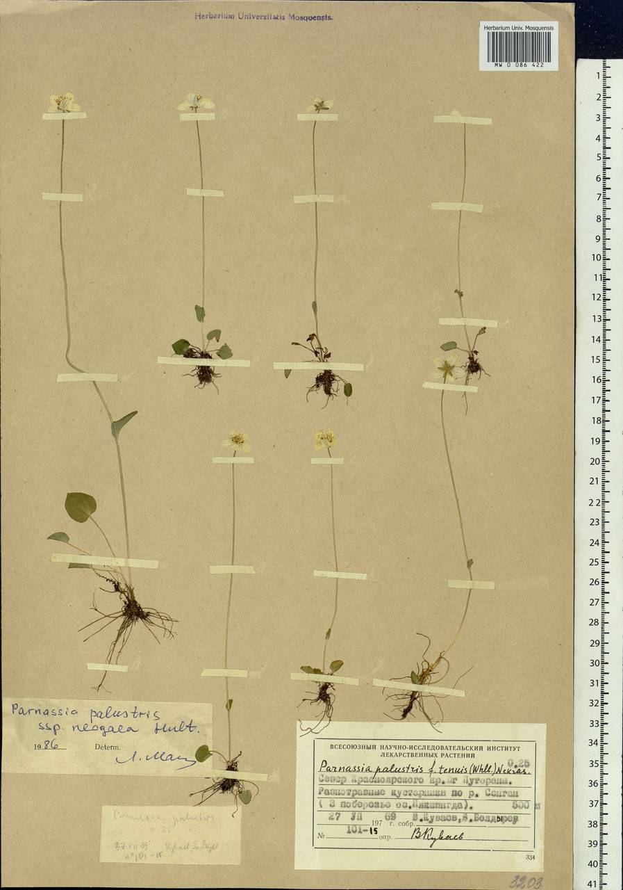 Parnassia palustris L., Siberia, Central Siberia (S3) (Russia)