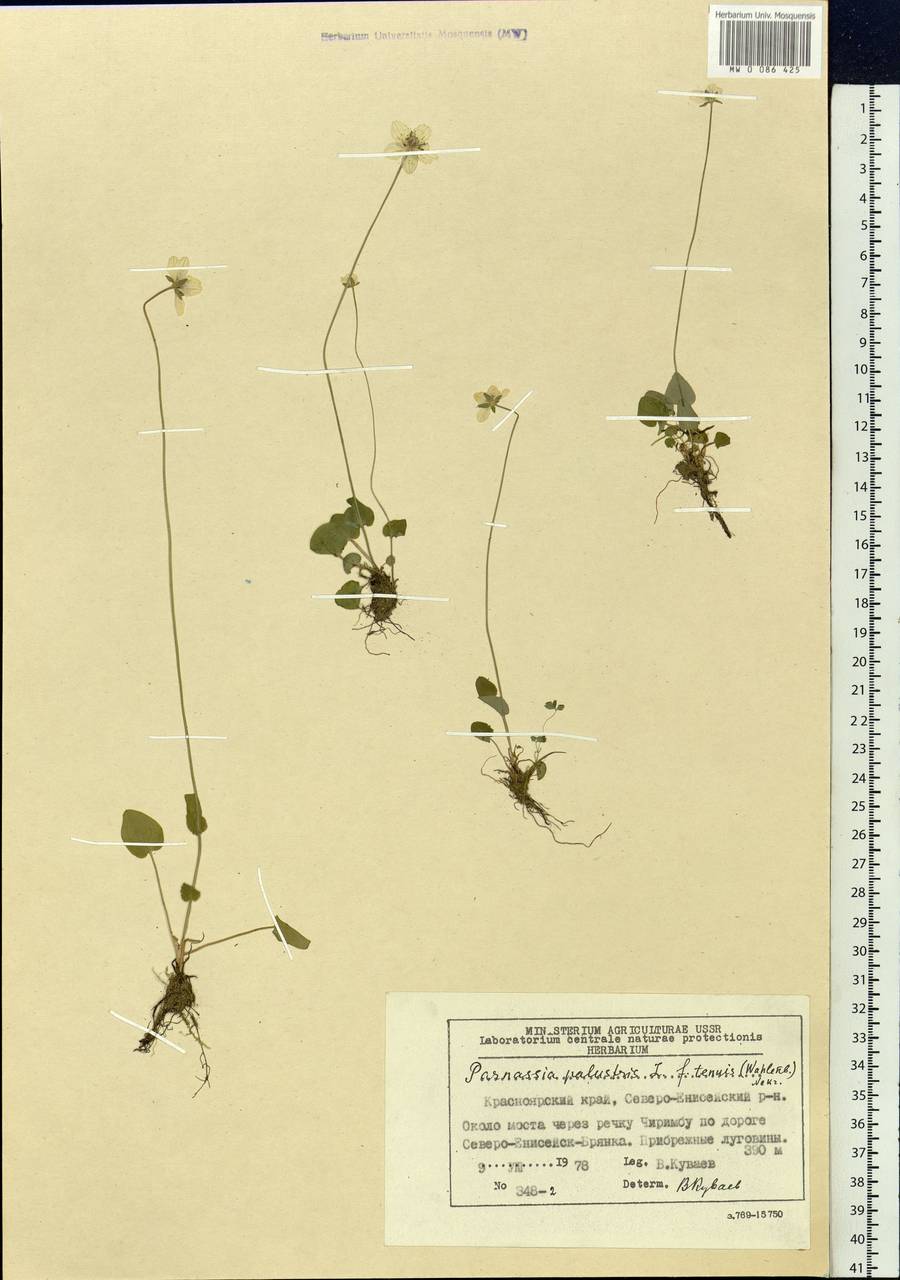 Parnassia palustris L., Siberia, Central Siberia (S3) (Russia)