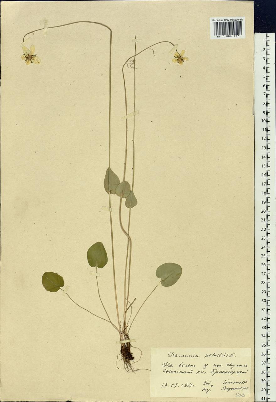 Parnassia palustris L., Siberia, Central Siberia (S3) (Russia)