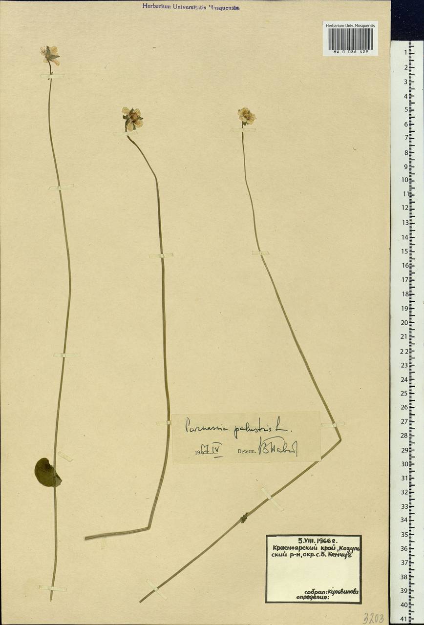 Parnassia palustris L., Siberia, Central Siberia (S3) (Russia)