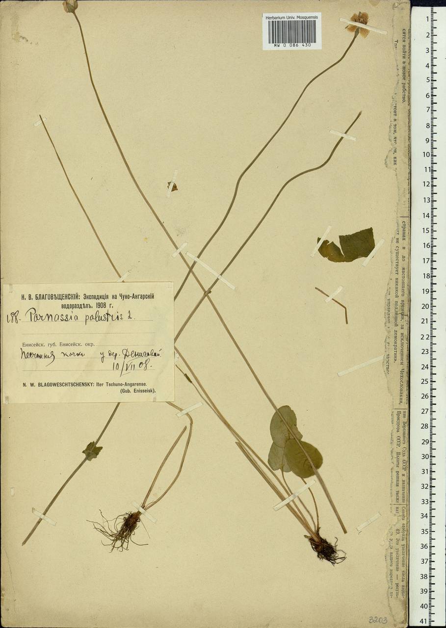 Parnassia palustris L., Siberia, Central Siberia (S3) (Russia)