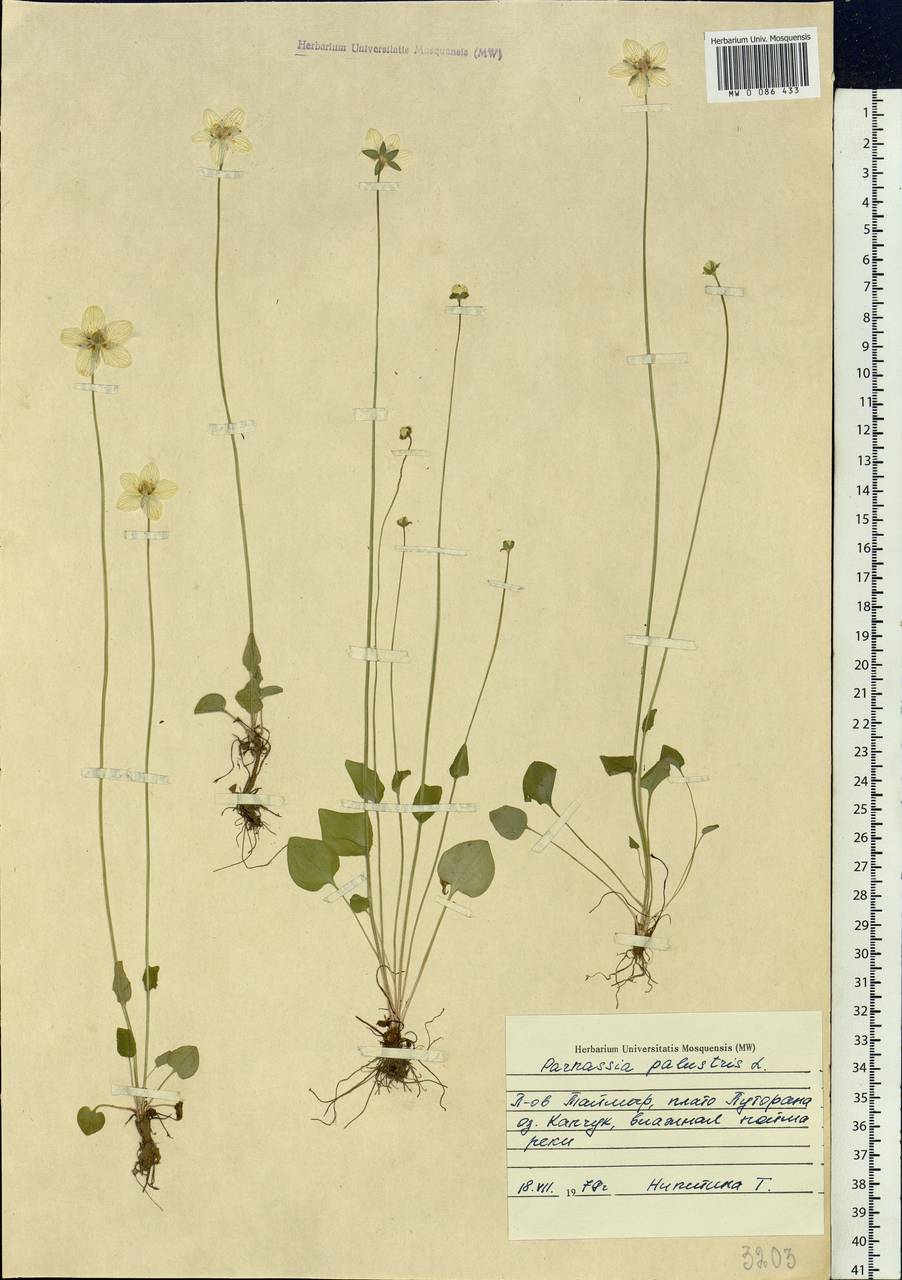 Parnassia palustris L., Siberia, Central Siberia (S3) (Russia)