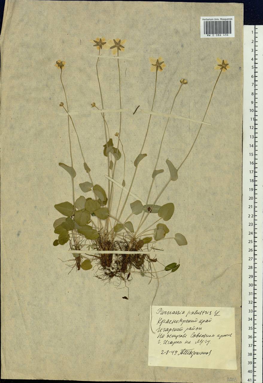 Parnassia palustris L., Siberia, Central Siberia (S3) (Russia)