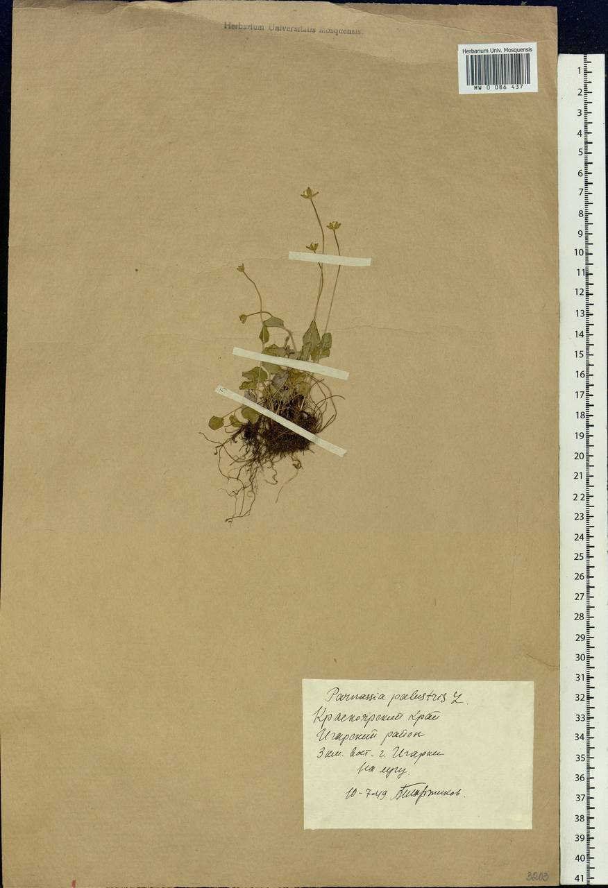Parnassia palustris L., Siberia, Central Siberia (S3) (Russia)