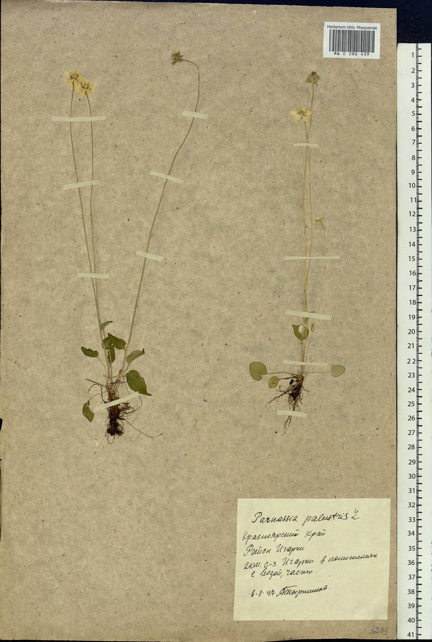 Parnassia palustris L., Siberia, Central Siberia (S3) (Russia)