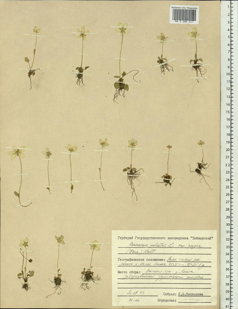 Parnassia palustris L., Siberia, Central Siberia (S3) (Russia)