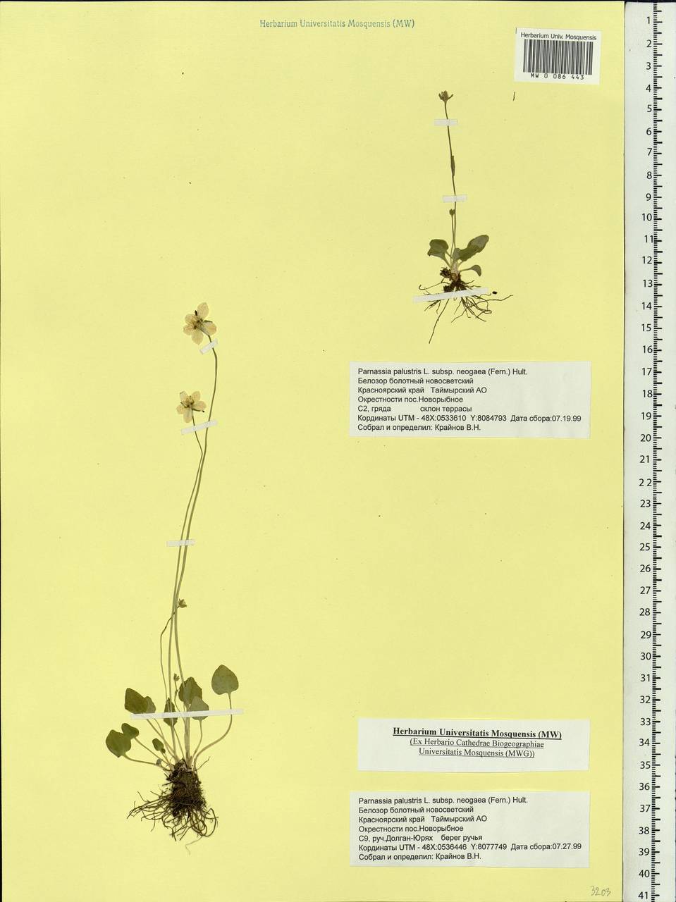 Parnassia palustris L., Siberia, Central Siberia (S3) (Russia)