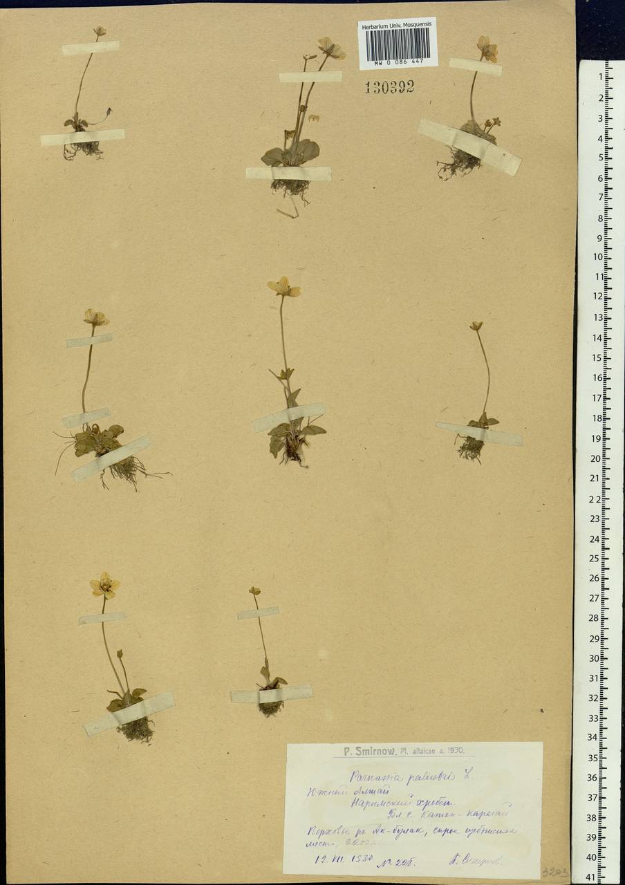 Parnassia palustris L., Siberia, Western (Kazakhstan) Altai Mountains (S2a) (Kazakhstan)