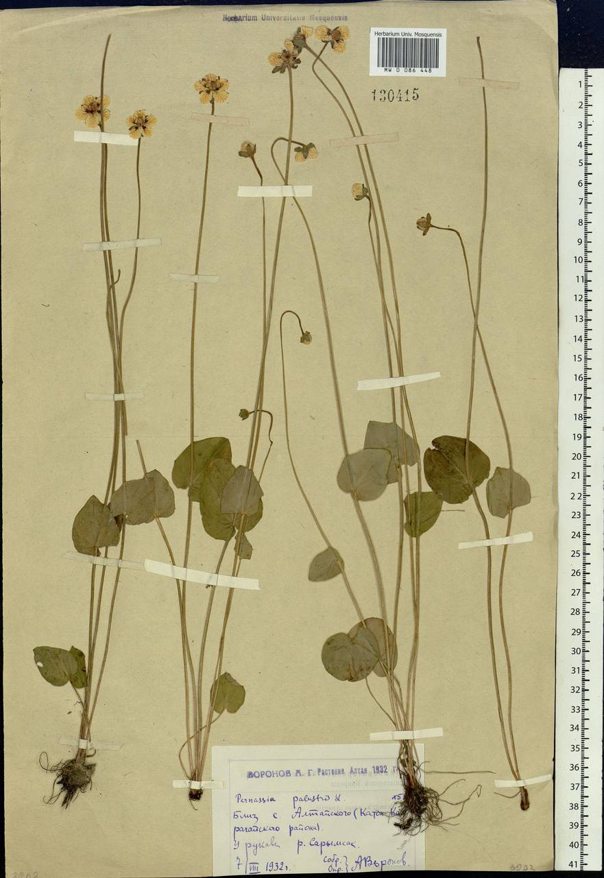 Parnassia palustris L., Siberia, Western (Kazakhstan) Altai Mountains (S2a) (Kazakhstan)