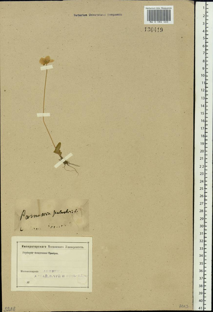 Parnassia palustris L., Siberia, Altai & Sayany Mountains (S2) (Russia)