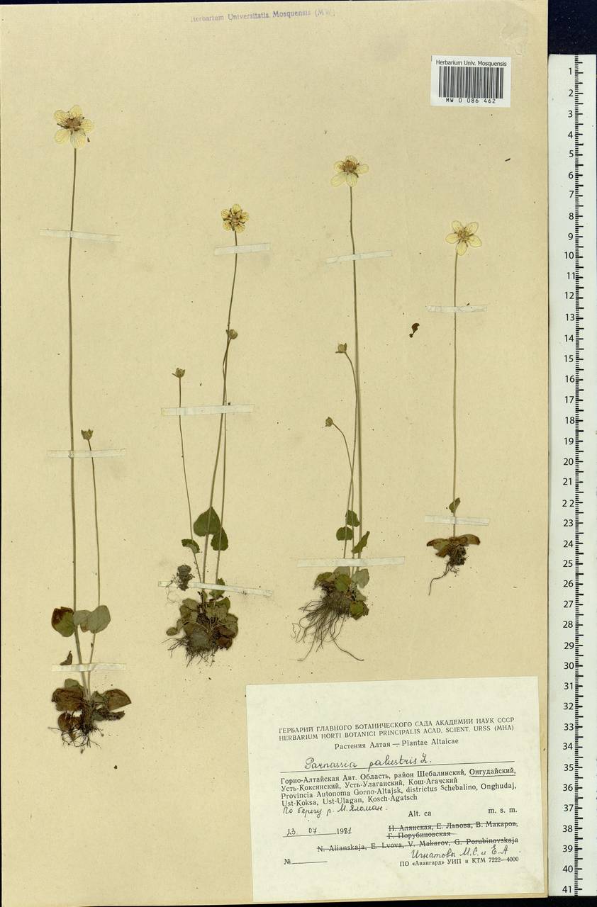 Parnassia palustris L., Siberia, Altai & Sayany Mountains (S2) (Russia)