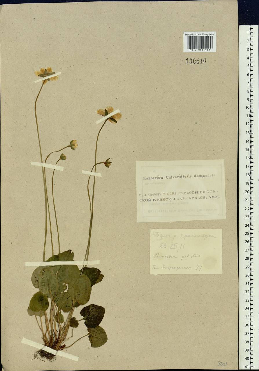 Parnassia palustris L., Siberia, Altai & Sayany Mountains (S2) (Russia)