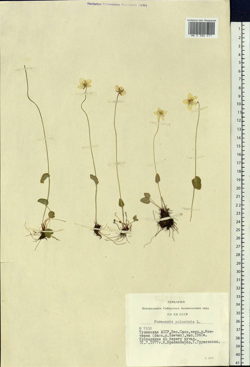 Parnassia palustris L., Siberia, Altai & Sayany Mountains (S2) (Russia)