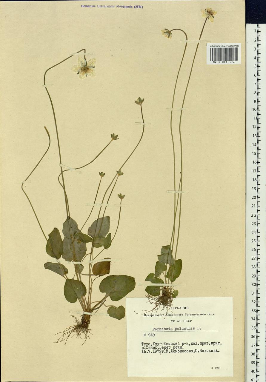 Parnassia palustris L., Siberia, Altai & Sayany Mountains (S2) (Russia)