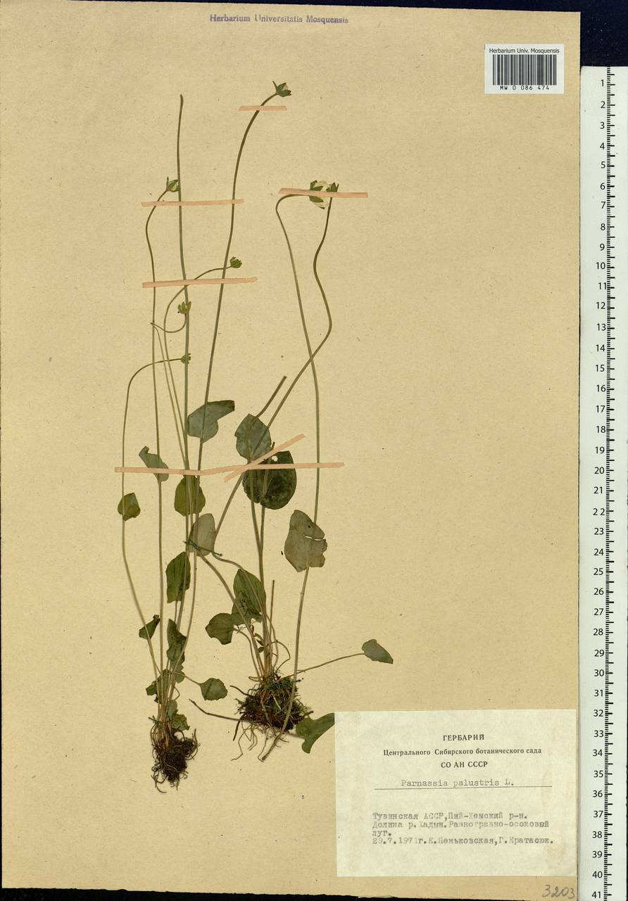 Parnassia palustris L., Siberia, Altai & Sayany Mountains (S2) (Russia)