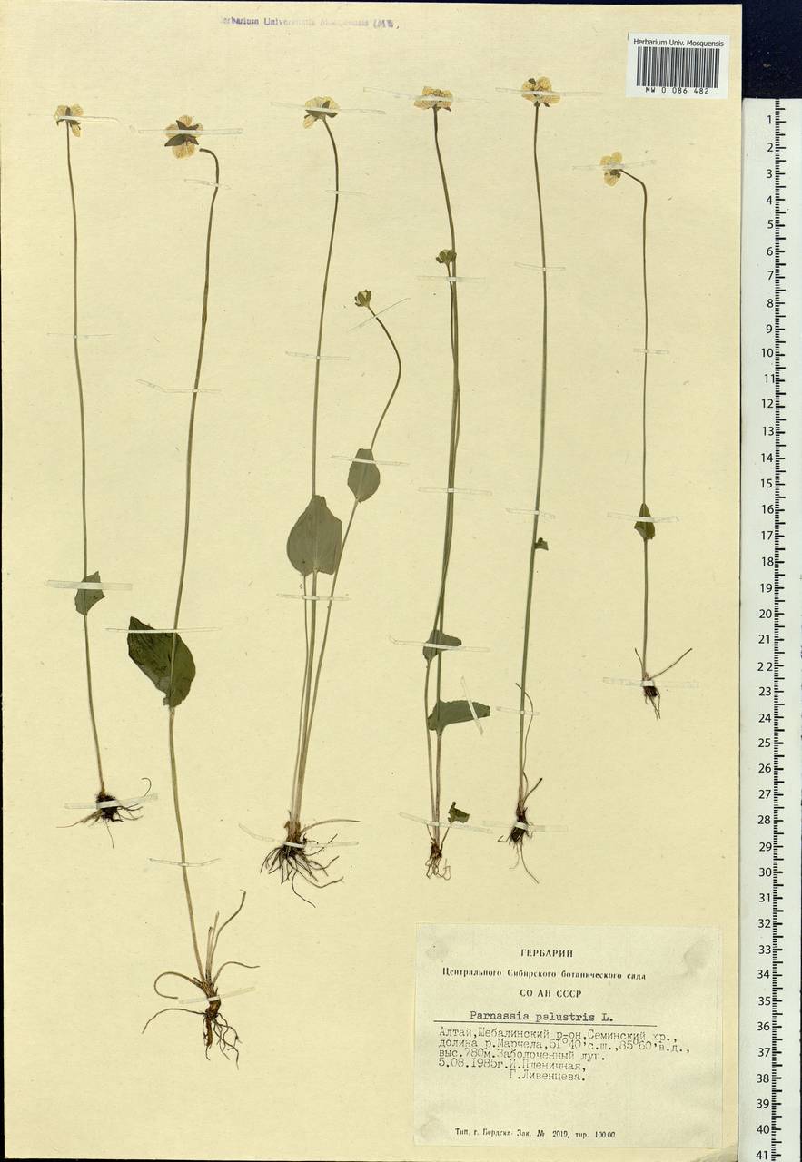 Parnassia palustris L., Siberia, Altai & Sayany Mountains (S2) (Russia)