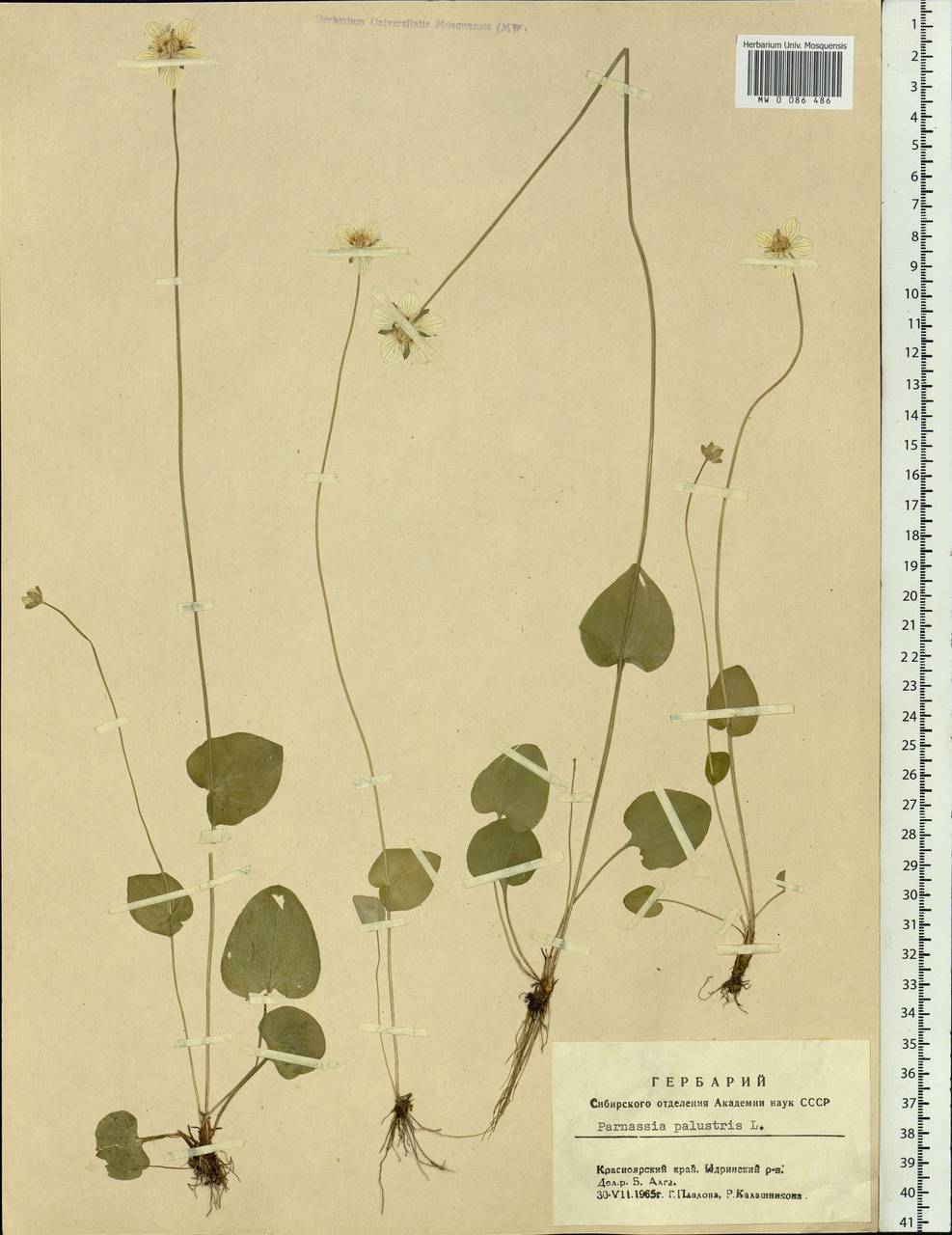 Parnassia palustris L., Siberia, Altai & Sayany Mountains (S2) (Russia)