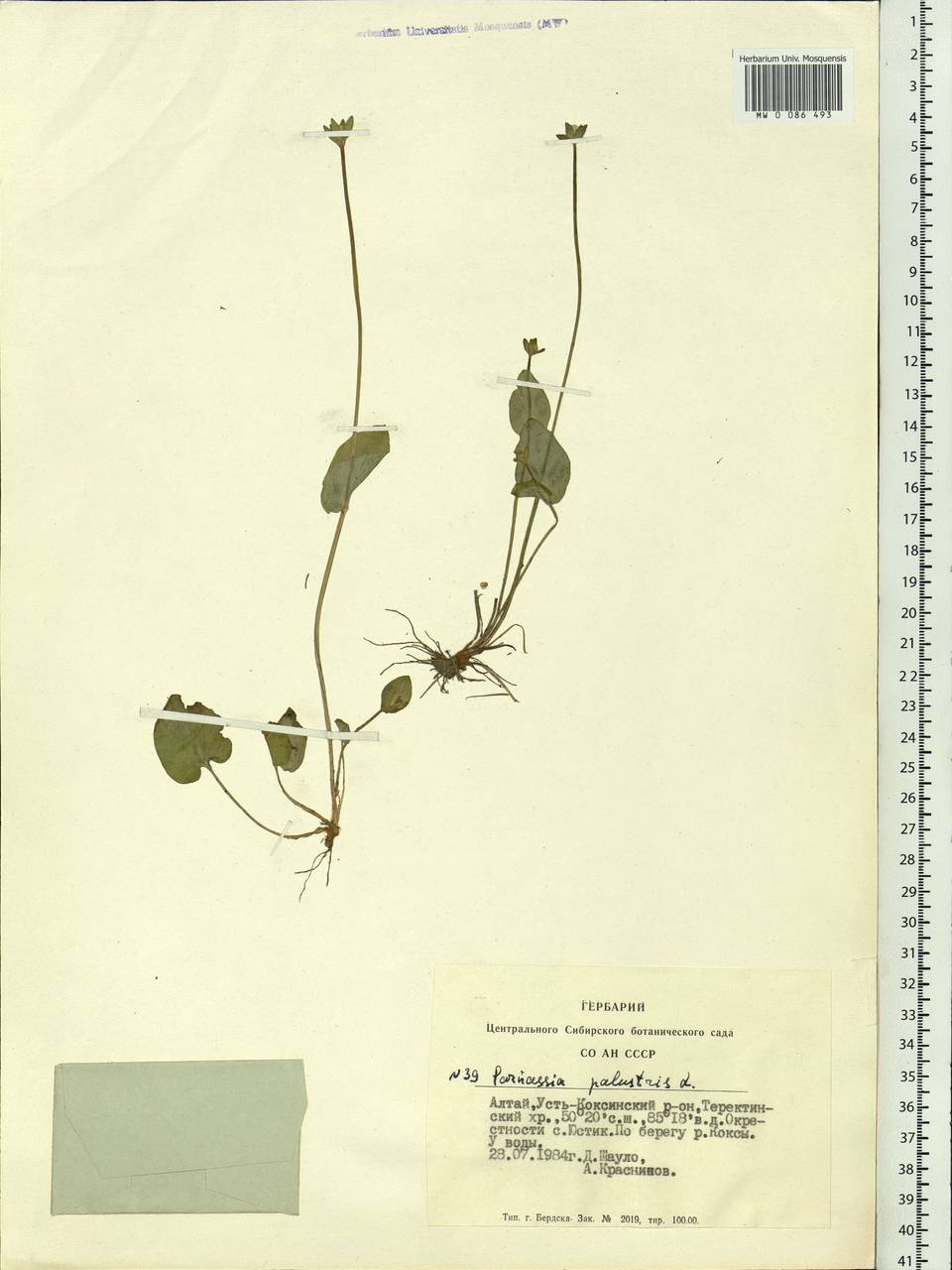 Parnassia palustris L., Siberia, Altai & Sayany Mountains (S2) (Russia)