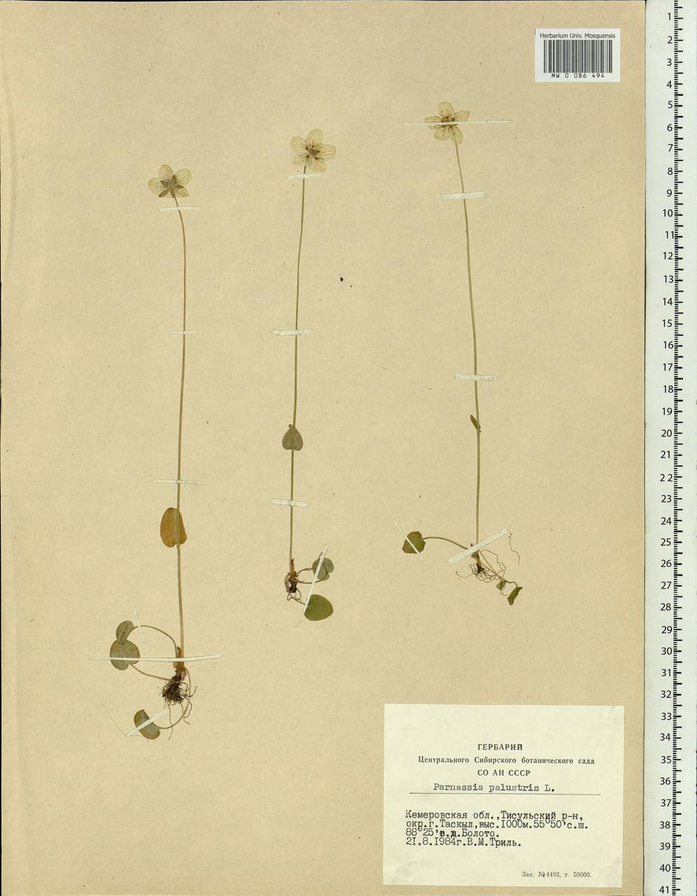 Parnassia palustris L., Siberia, Altai & Sayany Mountains (S2) (Russia)