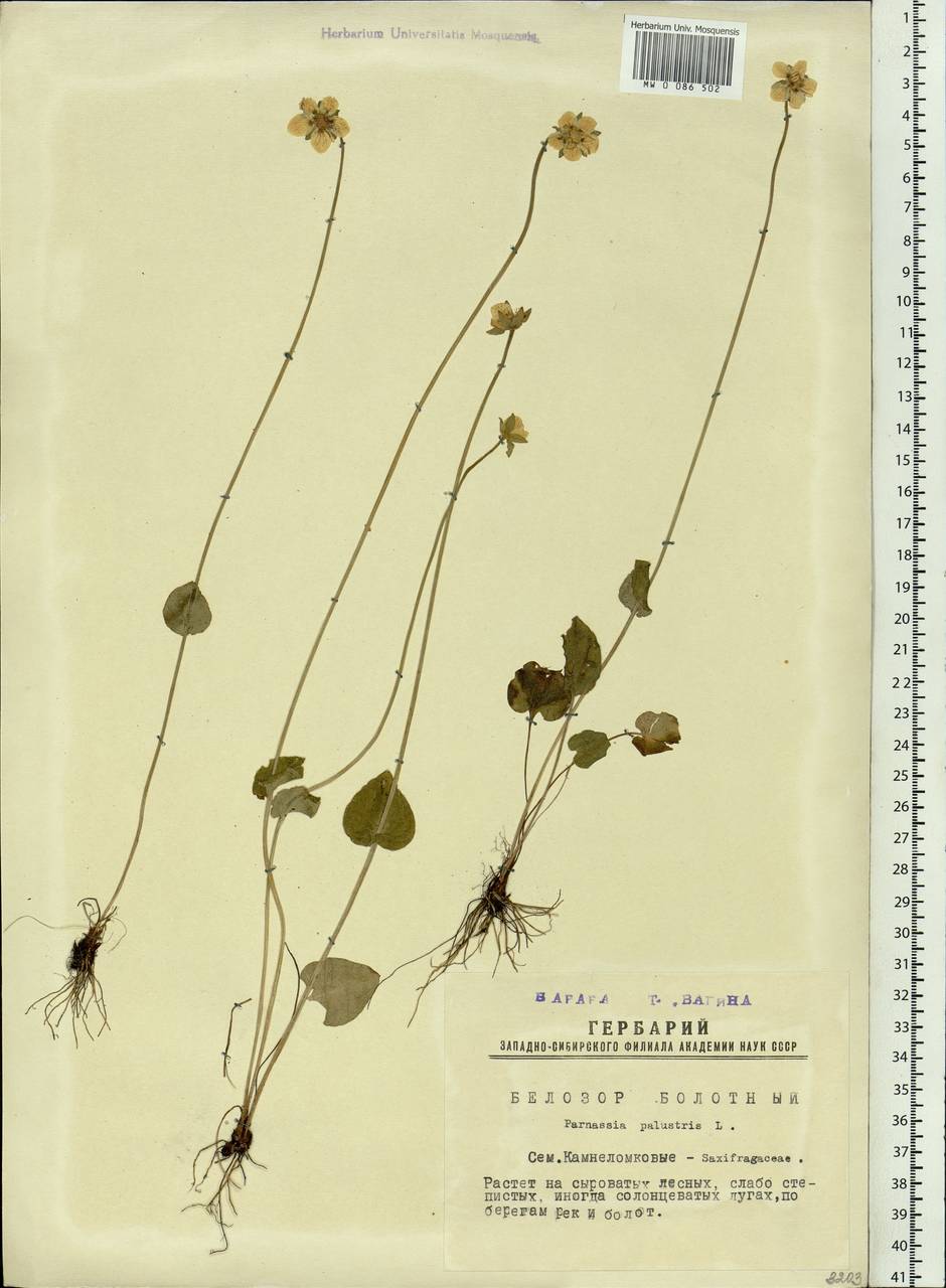 Parnassia palustris L., Siberia, Western Siberia (S1) (Russia)