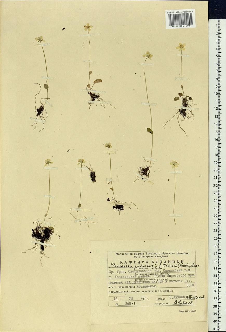 Parnassia palustris L., Eastern Europe, Eastern region (E10) (Russia)