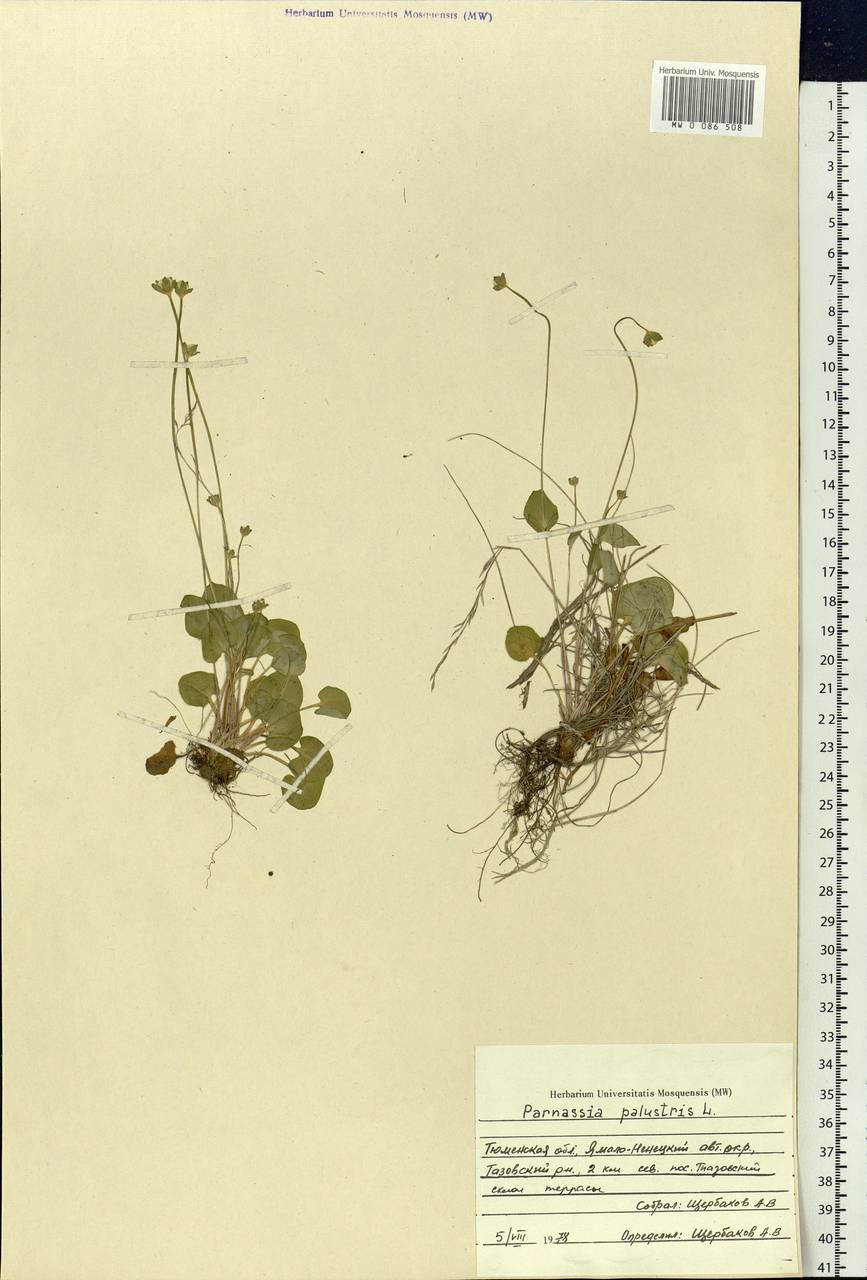 Parnassia palustris L., Siberia, Western Siberia (S1) (Russia)