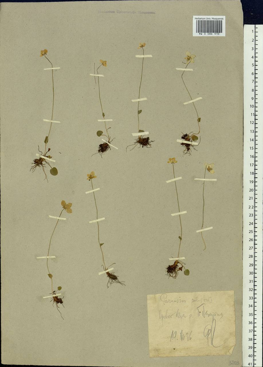 Parnassia palustris L., Siberia, Western Siberia (S1) (Russia)