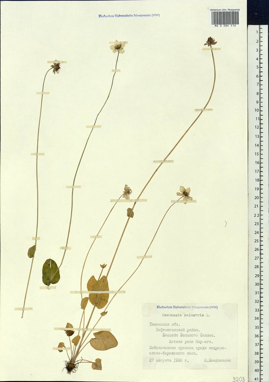 Parnassia palustris L., Siberia, Western Siberia (S1) (Russia)