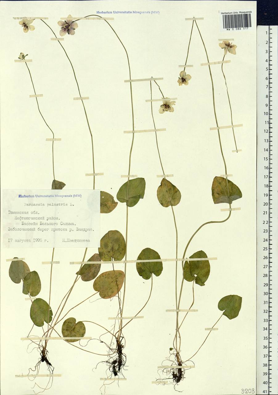 Parnassia palustris L., Siberia, Western Siberia (S1) (Russia)