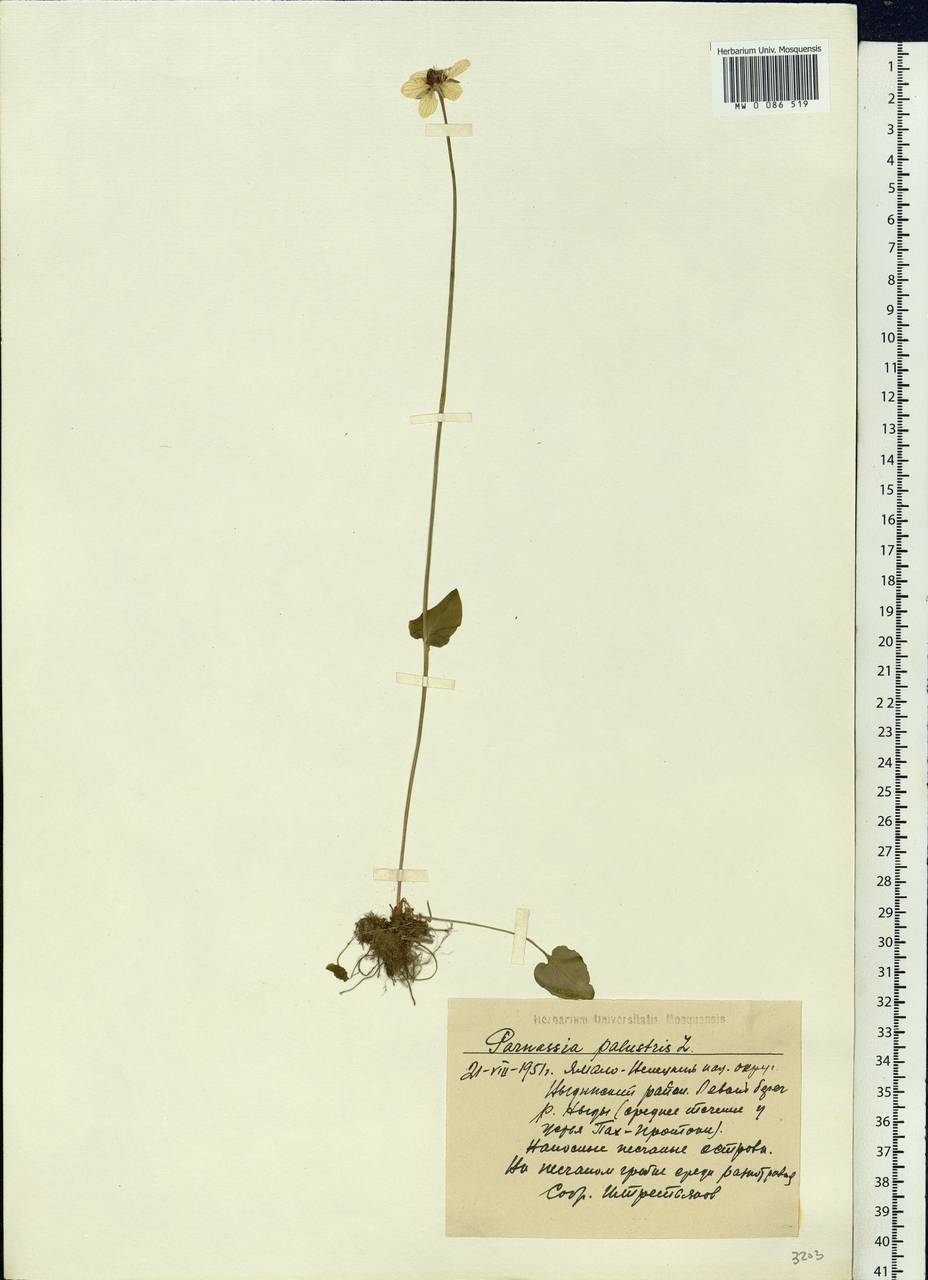 Parnassia palustris L., Siberia, Western Siberia (S1) (Russia)