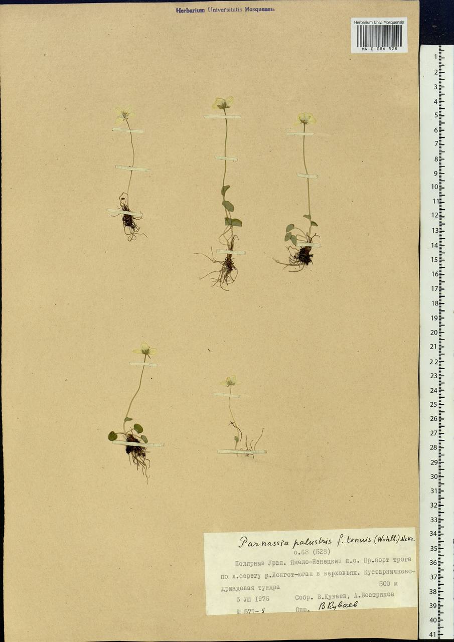 Parnassia palustris L., Siberia, Western Siberia (S1) (Russia)