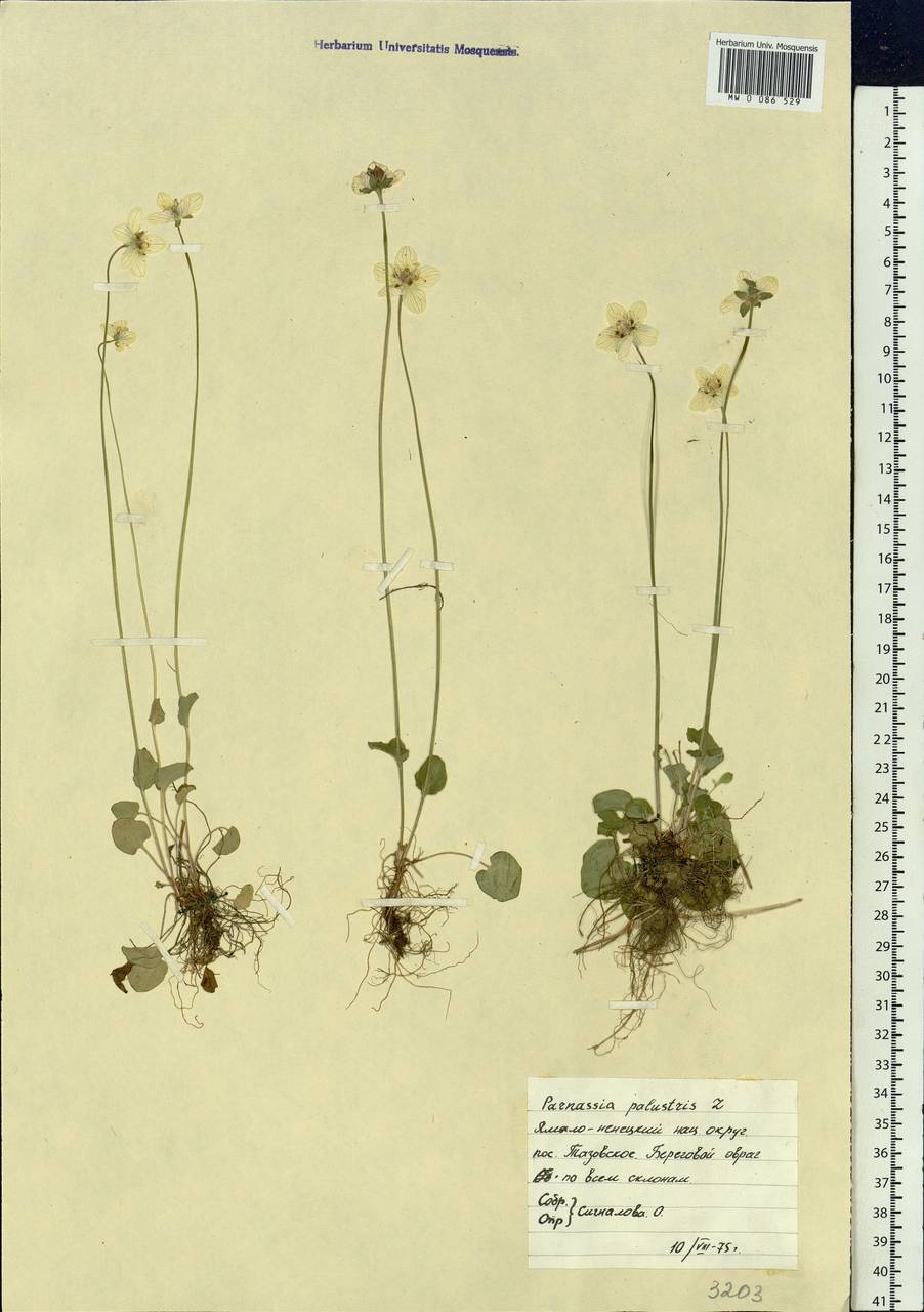 Parnassia palustris L., Siberia, Western Siberia (S1) (Russia)