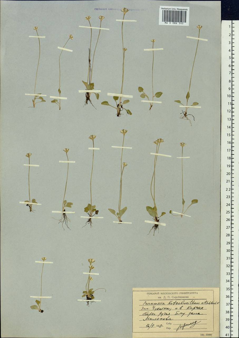 Parnassia kotzebuei Cham. & Schltdl. ex Spreng., Siberia, Chukotka & Kamchatka (S7) (Russia)