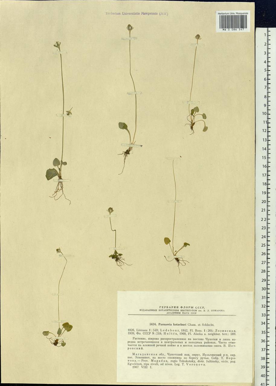 Parnassia kotzebuei Cham. & Schltdl. ex Spreng., Siberia, Chukotka & Kamchatka (S7) (Russia)