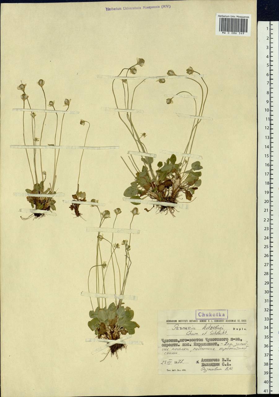 Parnassia kotzebuei Cham. & Schltdl. ex Spreng., Siberia, Chukotka & Kamchatka (S7) (Russia)