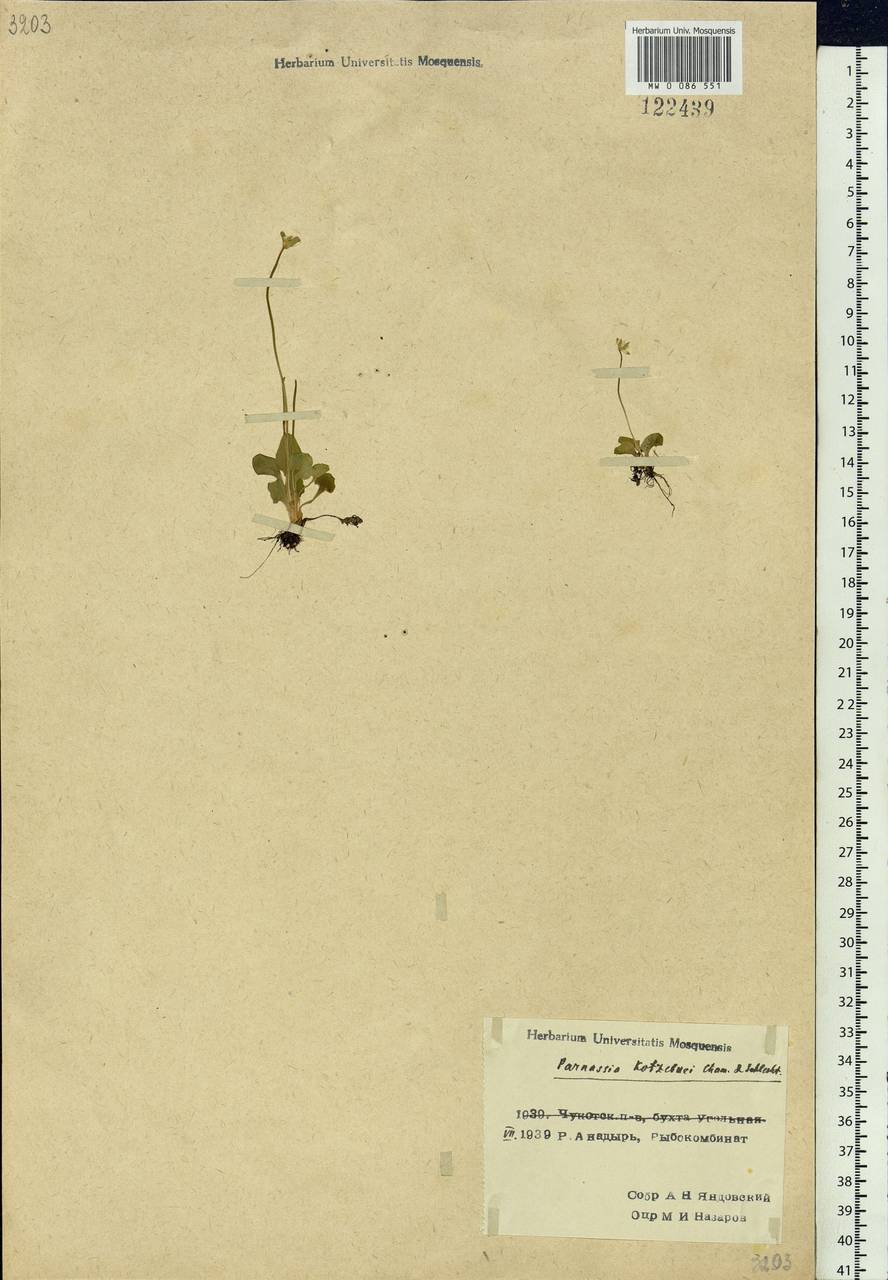 Parnassia kotzebuei Cham. & Schltdl. ex Spreng., Siberia, Chukotka & Kamchatka (S7) (Russia)