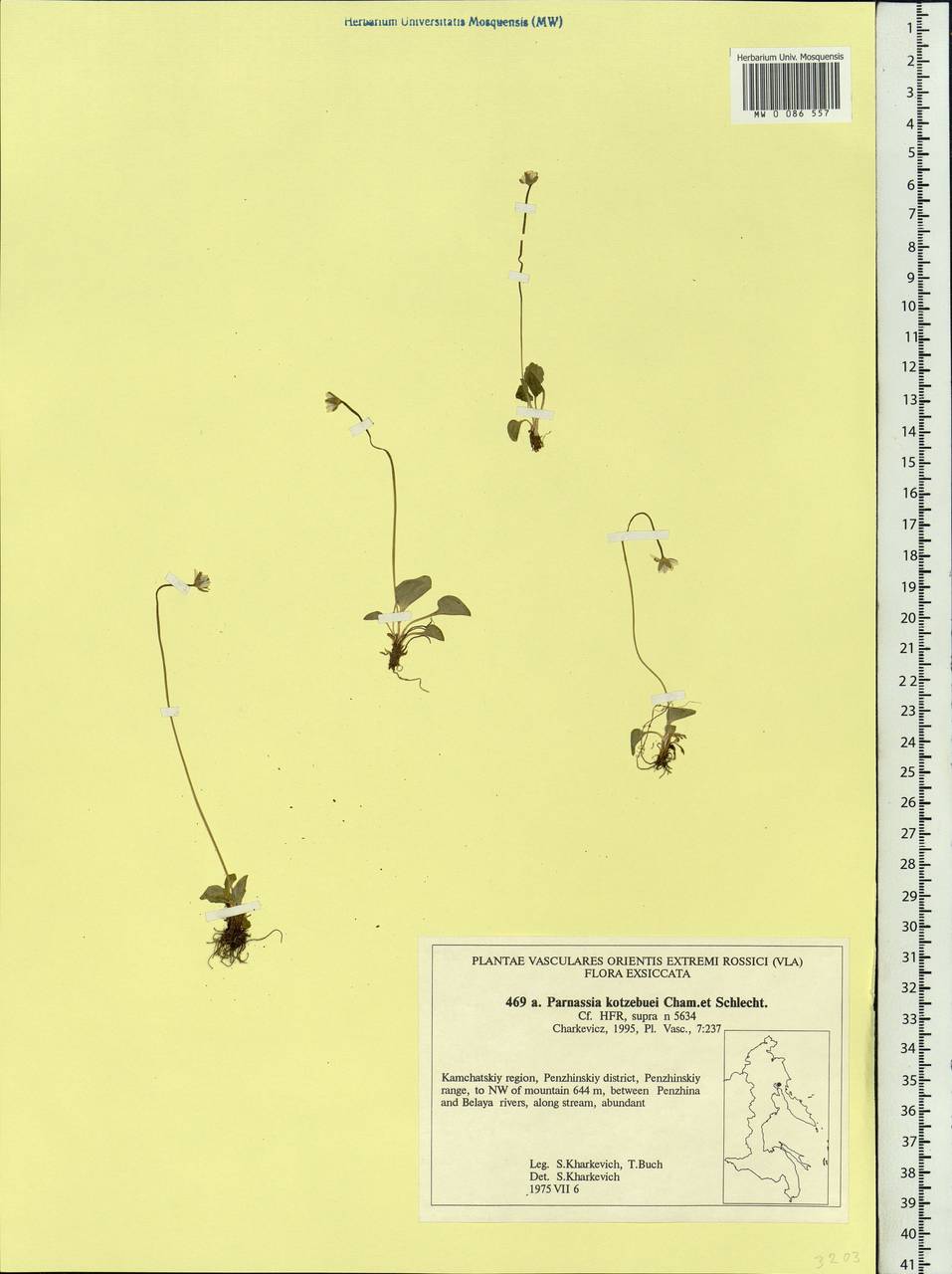Parnassia kotzebuei Cham. & Schltdl. ex Spreng., Siberia, Chukotka & Kamchatka (S7) (Russia)