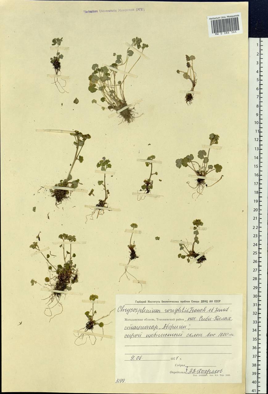 Chrysosplenium wrightii, Siberia, Chukotka & Kamchatka (S7) (Russia)