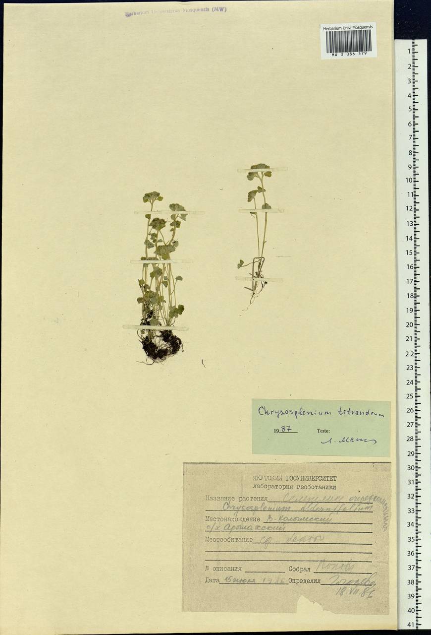 Chrysosplenium tetrandrum (N. Lund) Th. Fr., Siberia, Yakutia (S5) (Russia)