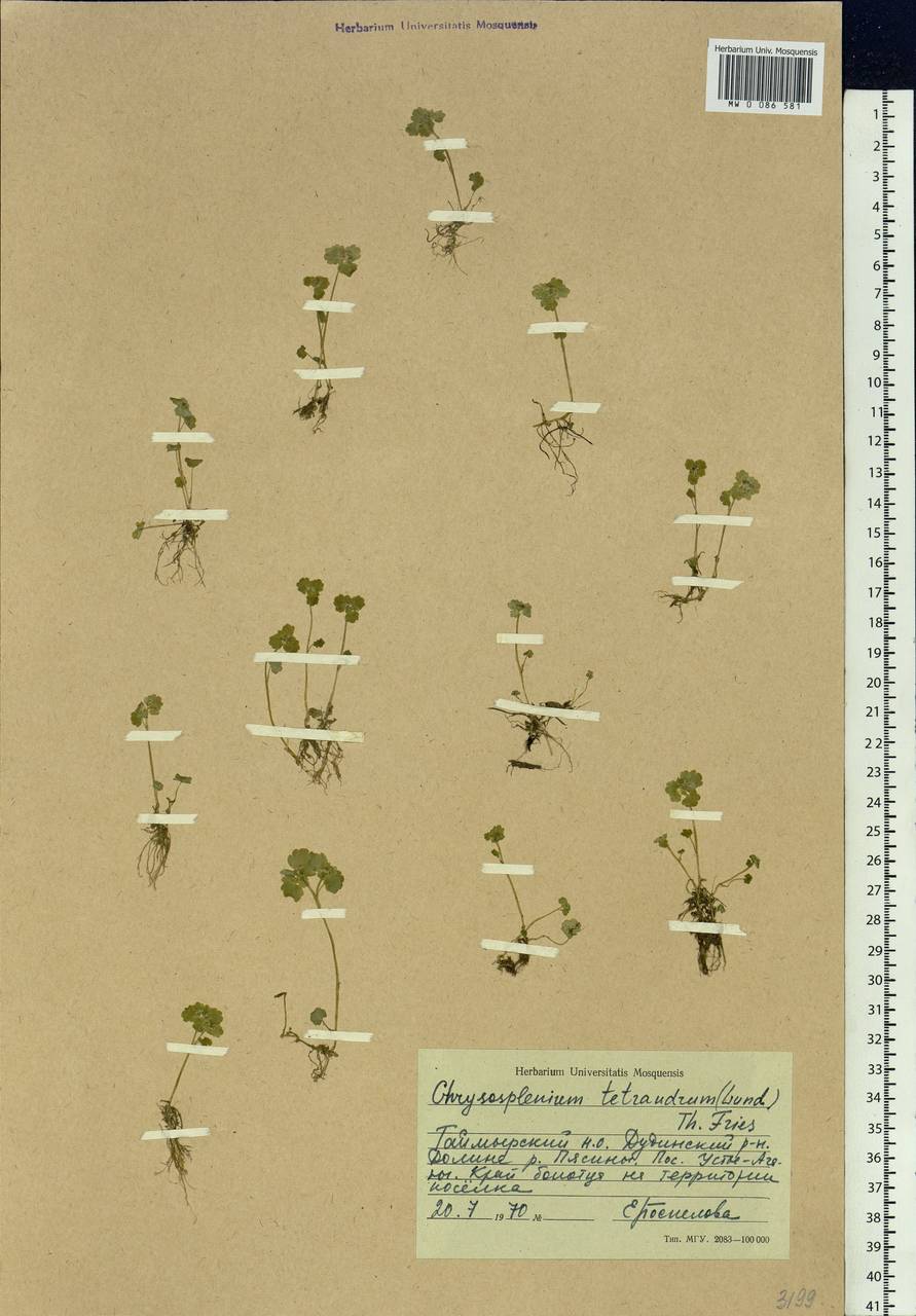 Chrysosplenium tetrandrum (N. Lund) Th. Fr., Siberia, Central Siberia (S3) (Russia)