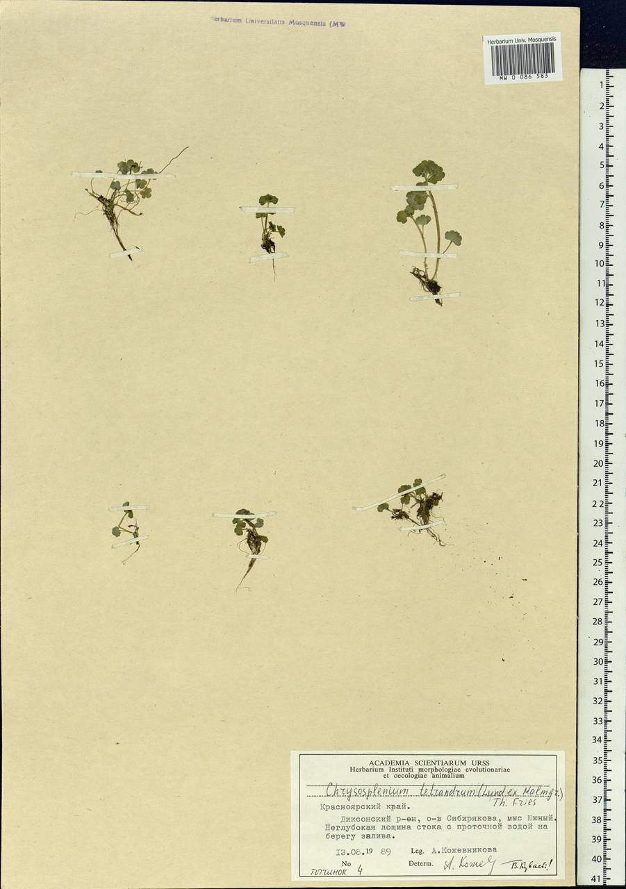 Chrysosplenium tetrandrum (N. Lund) Th. Fr., Siberia, Central Siberia (S3) (Russia)