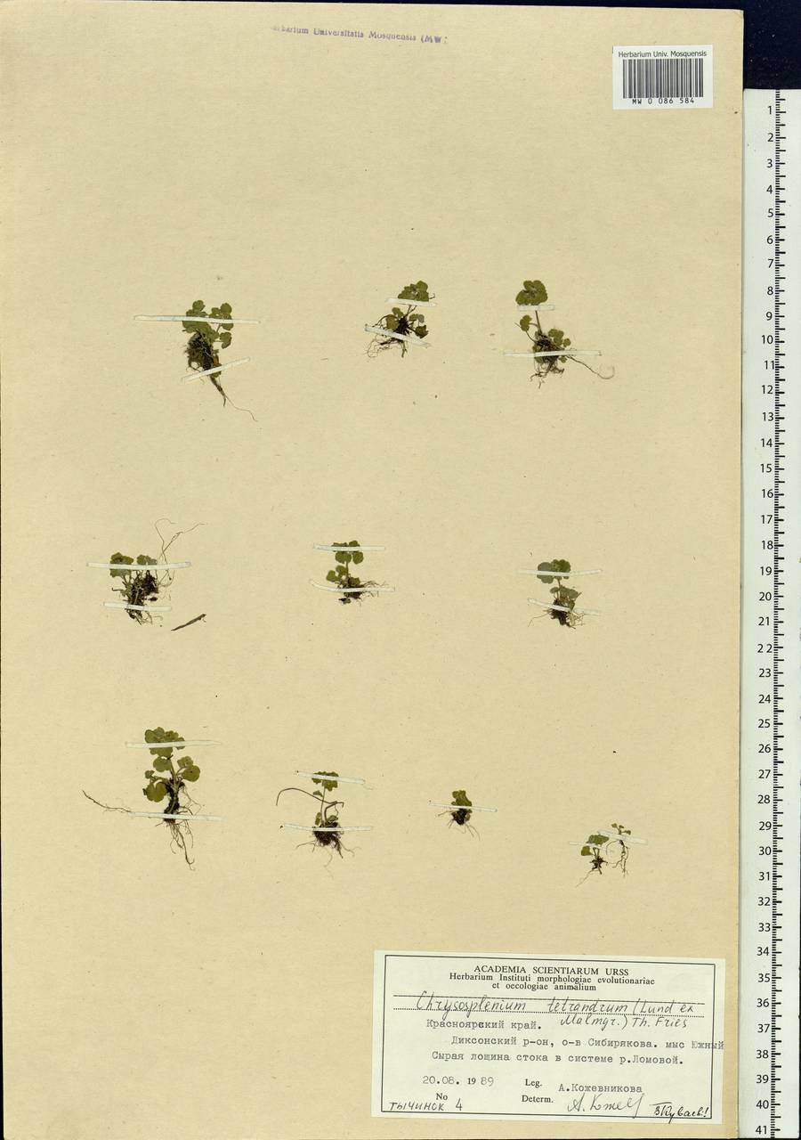 Chrysosplenium tetrandrum (N.Lund) Th.Fr., Siberia, Central Siberia (S3) (Russia)