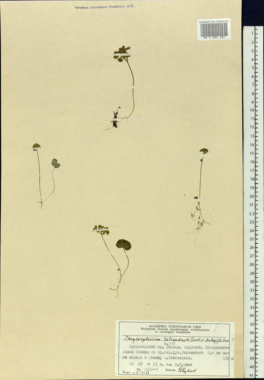 Chrysosplenium tetrandrum (N. Lund) Th. Fr., Siberia, Central Siberia (S3) (Russia)