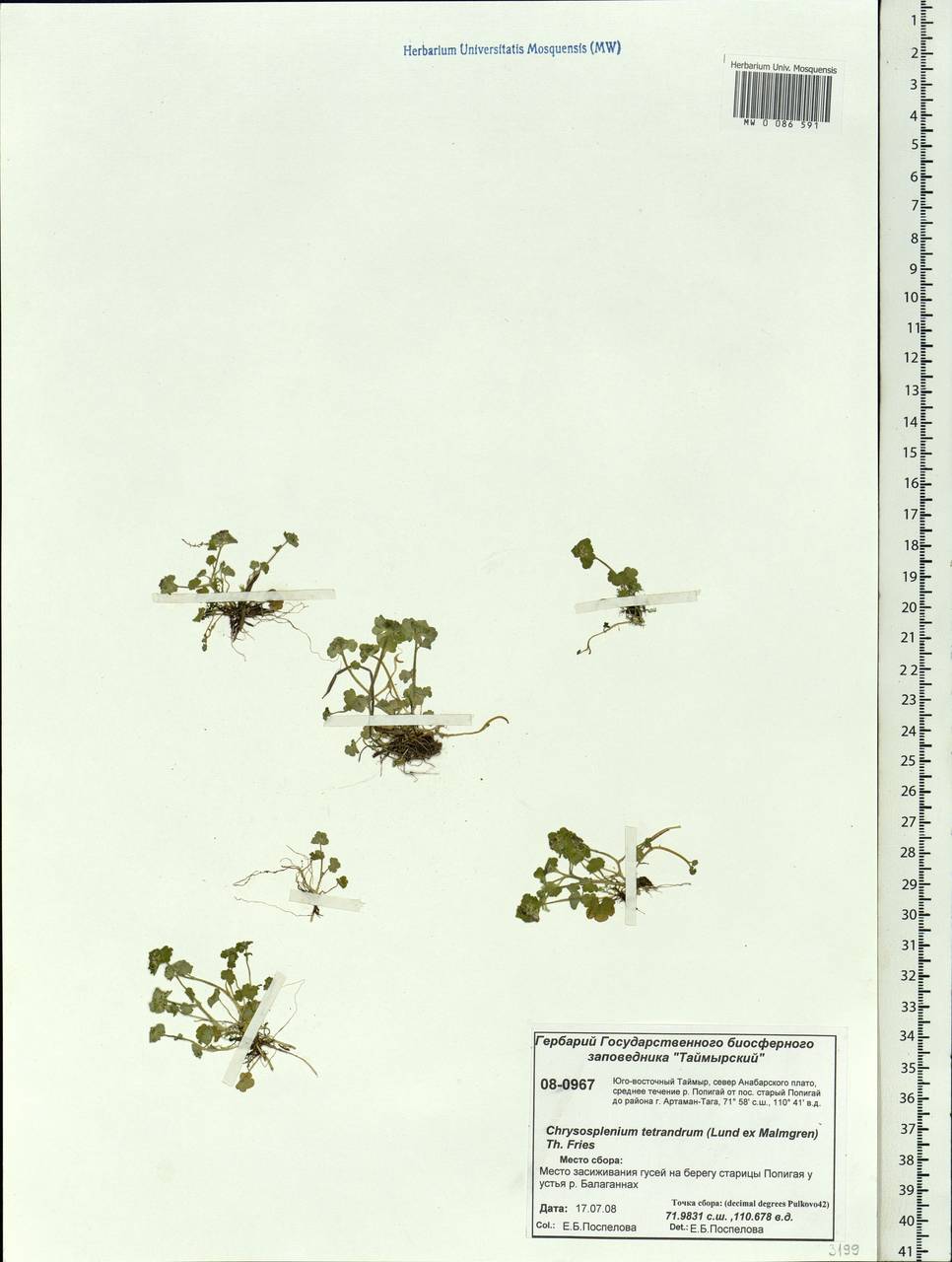 Chrysosplenium tetrandrum (N.Lund) Th.Fr., Siberia, Central Siberia (S3) (Russia)