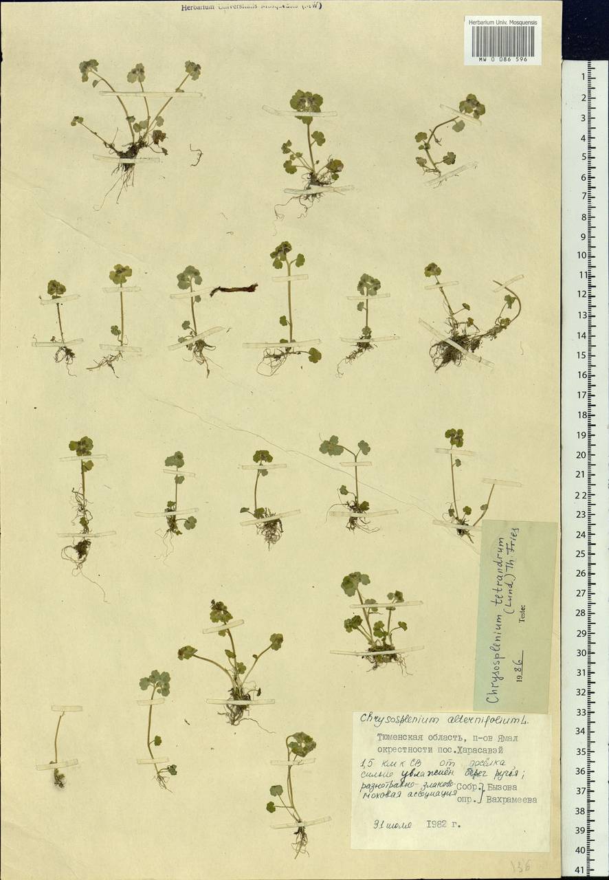 Chrysosplenium tetrandrum (N. Lund) Th. Fr., Siberia, Western Siberia (S1) (Russia)