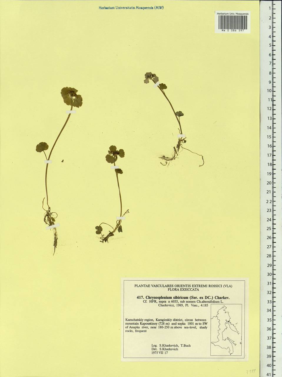 Chrysosplenium sibiricum (Ser. ex DC.) A.P.Khokhr., Siberia, Chukotka & Kamchatka (S7) (Russia)