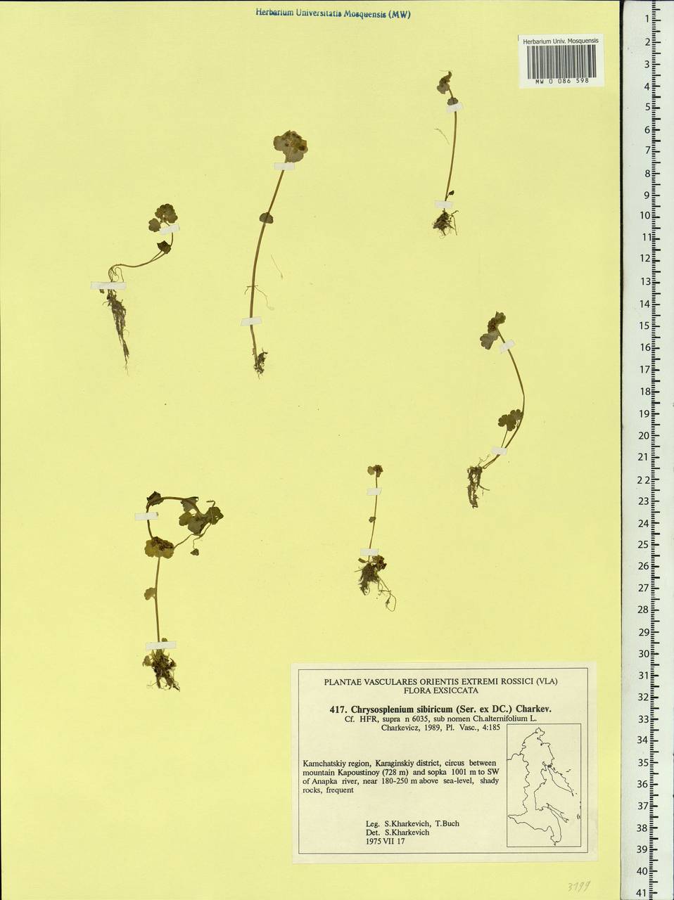 Chrysosplenium sibiricum (Ser. ex DC.) A. P. Khokhr., Siberia, Chukotka & Kamchatka (S7) (Russia)