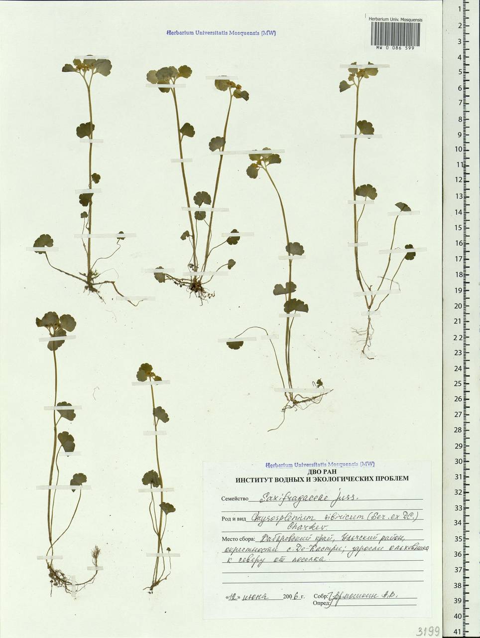 Chrysosplenium sibiricum (Ser. ex DC.) A. P. Khokhr., Siberia, Russian Far East (S6) (Russia)