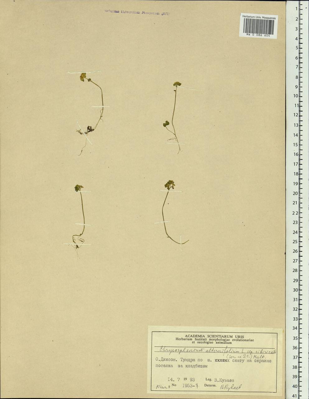 Chrysosplenium sibiricum (Ser. ex DC.) A.P.Khokhr., Siberia, Central Siberia (S3) (Russia)