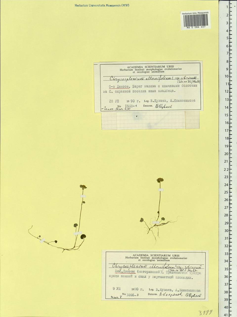 Chrysosplenium sibiricum (Ser. ex DC.) A. P. Khokhr., Siberia, Central Siberia (S3) (Russia)